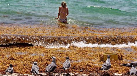 Massive smelly algae bloom nearing Florida will impact health of ...