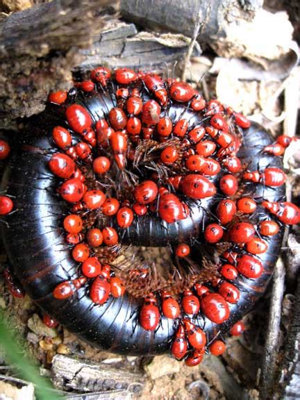 Millipede Assassin Bug Nymphs feed on Millipede in South Africa - What's That Bug?