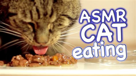 ASMR Cat - Eating #4 | Doovi