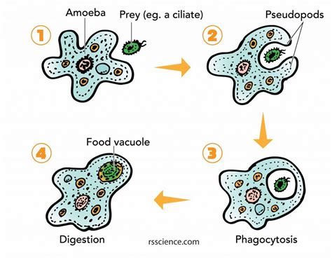 Plasma Membrane, Cell Membrane, Optical Microscope, Single Celled ...