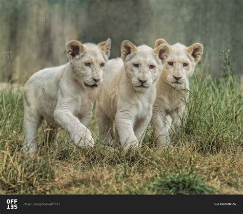 Three lion cubs stock photo - OFFSET