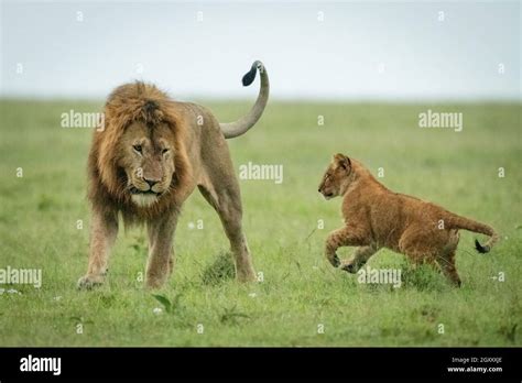 Cub playing with male lion on grass Stock Photo - Alamy