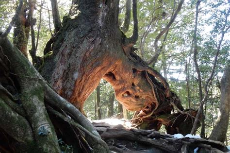 Yakushima Island - A Complete Guide