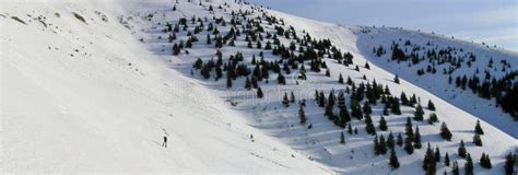 Snow fields stock photo. Image of horizon, forest, alpine - 16538316