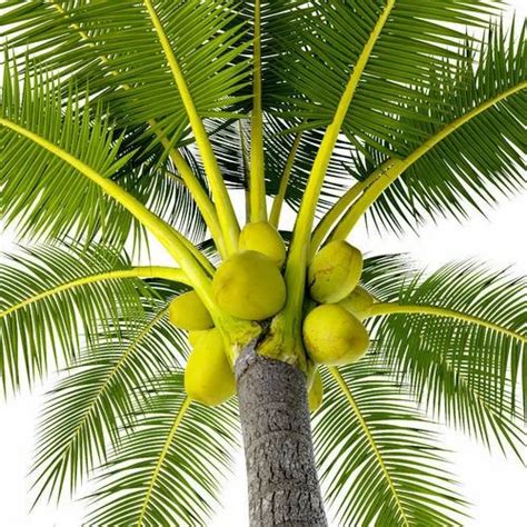 Coconut Palm Tree at Rs 3000 | खजूर के पेड़ in Nawabganj | ID: 15447031073