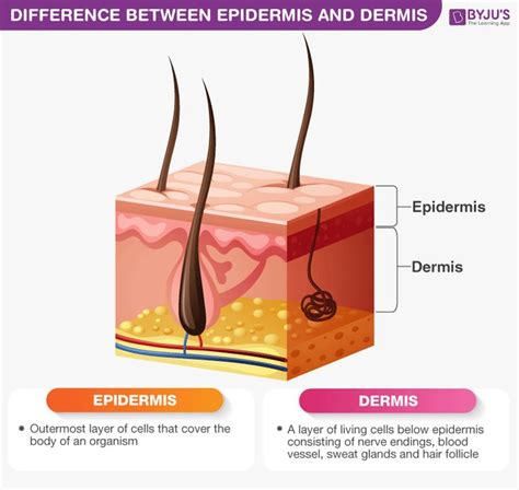 Difference Between Epidermis and Dermis | Dermis, Epidermis, Skin anatomy