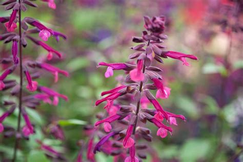 20 spectacular salvias to grow | Salvia plants, Salvia, Border plants