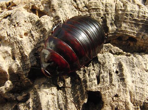 Rhino roaches growing slowly - Reptile Forums