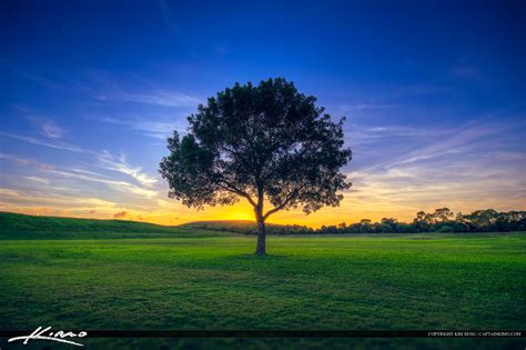 Lone Tree On Field of Green Grass Sunset