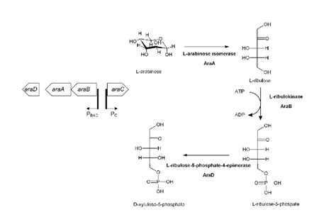 The first three genes in L-arabinose metabolism are associated in an... | Download Scientific ...