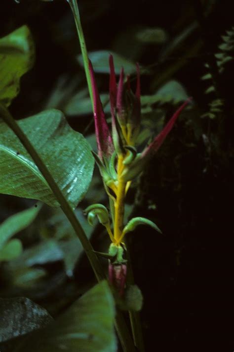 Ecuadorian rainforest flower | NCpedia