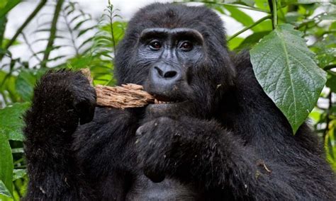 5 Days Best Rwanda Primates Safari - Virunga National Park Congo