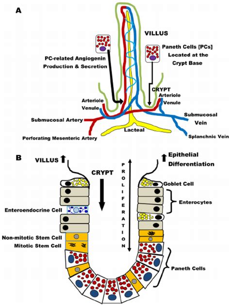 Paneth Cells