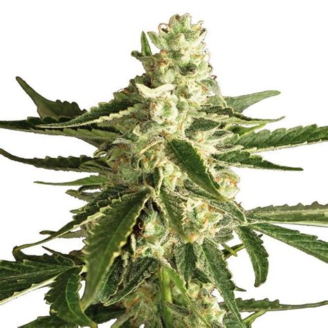 Platinum Kush AutoFlowering Seeds - Pacific Seed Bank