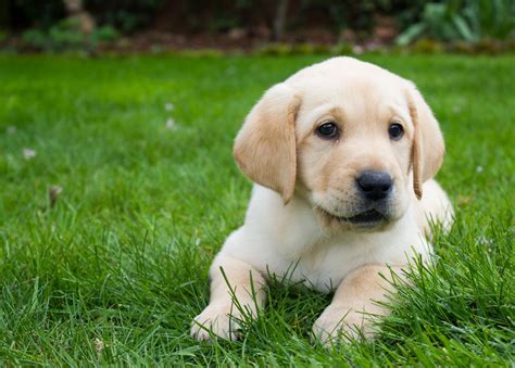 Labrador Retriever Puppy - my parents dog :) | Labrador retriever ...