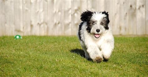 Old English Sheepdog Mixed Breeds: Best Shaggy Buddies!