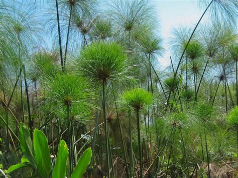 Papyrus Plants: How To Grow Papyrus | Plants, Bog plants, Pond plants