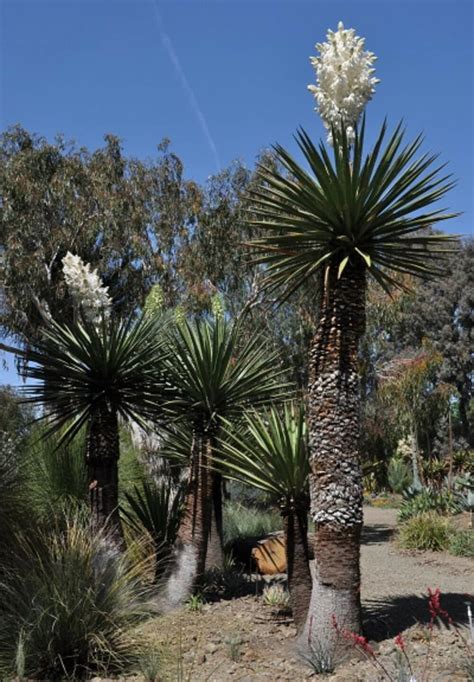 100 fresh seeds Yucca Carnerosana Giant Spanish Dagger | Etsy