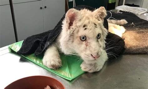 Rare White Tiger Cub Found Among Garbage Bins Near Athens - GreekReporter.com