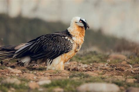 Bearded Vulture Portrait of Rare Mountain Bird, Eating Bones Stock Photo - Image of lammergeier ...