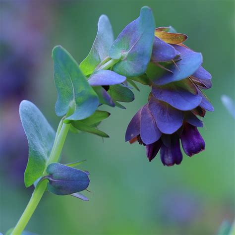 Buy honeywort Cerinthe major Purpurascens: £2.49 Delivery by Crocus