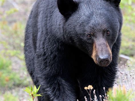 American Black Bear In Taiga