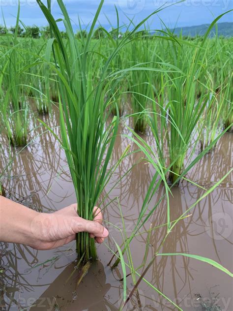 collection of organic rice farm with natural background 9408560 Stock ...