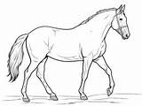 Tennessee Walking Horse Printable For Coloring  Page sketch template