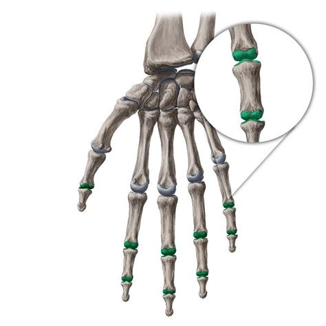 Interphalangeal Joints of the Hand - Physiopedia