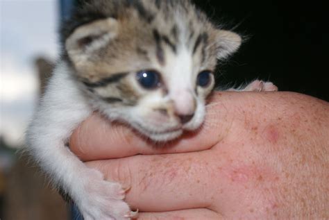 Lorna's life in Spain: Awww baby kittens are born!