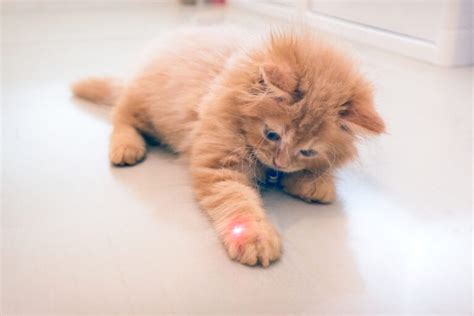 Laser Pointer for Cats: Is It Safe? » Petsoid