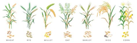 Types of Grains - RecipeMatic