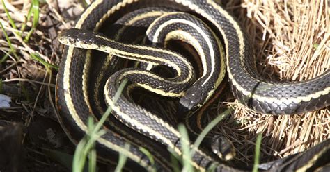 Don’t be afraid of the harmless garter snake