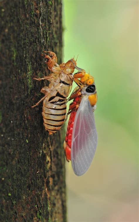 A Cicada Molting Process. Cicada Metamorphosis Molt. the Transformation into an Adult Insect ...