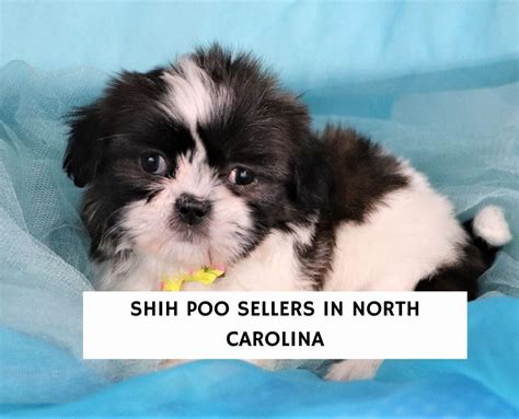 8 Best Shih Poo Breeders in North Carolina! (2023) - We Love Doodles