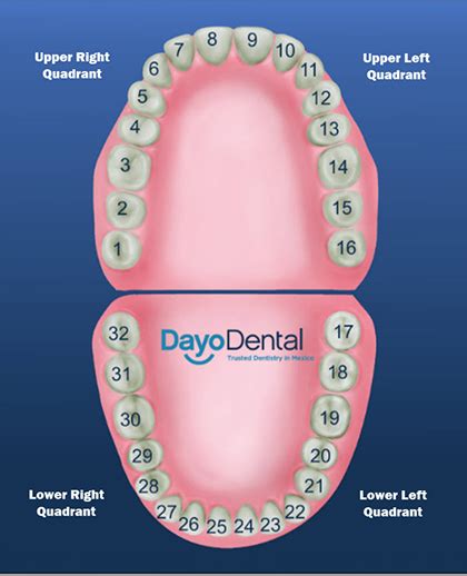 Dental Teeth Numbering System