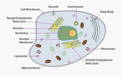 [DIAGRAM] Onion Cell Diagram Labeled Vaculoe - MYDIAGRAM.ONLINE