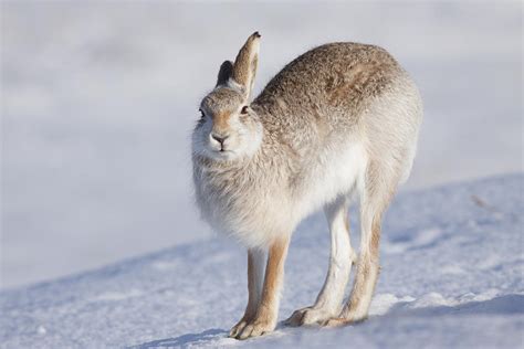 Mountain Hare in the Snow - Lepus Timidus #2 Photograph by Karen Van Der Zijden