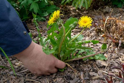 Why I Love to Pull Weeds - Pulling Weeds is Garden Therapy