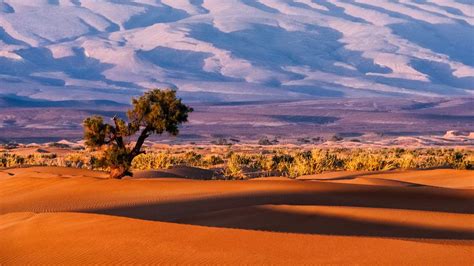 Millions of uncounted trees dotting Sahara, Sahel deserts found in ...