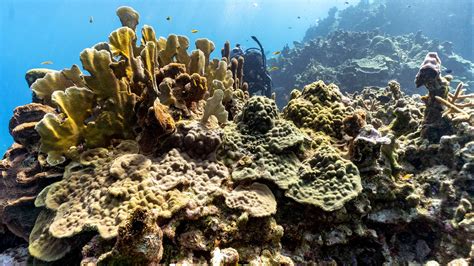 Surprise rescue of Jamaica coral reefs shows nature can heal | whas11.com