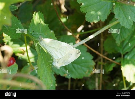 English butterflies hi-res stock photography and images - Alamy