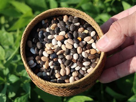 Tepary beans – a versatile and sustainable native crop | Crop Science ...