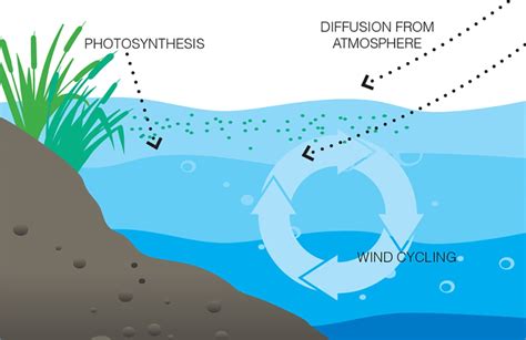 How Does Temperature Affect Dissolved Oxygen? | Atlas Scientific