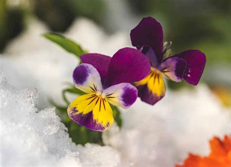 How to Care for Pansy Flowers in Winter | Gardener’s Path