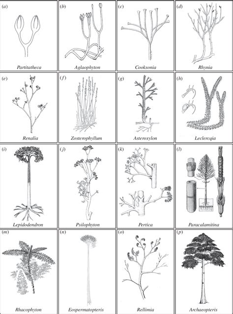 [PDF] The origin and early evolution of vascular plant shoots and leaves | Semantic Scholar