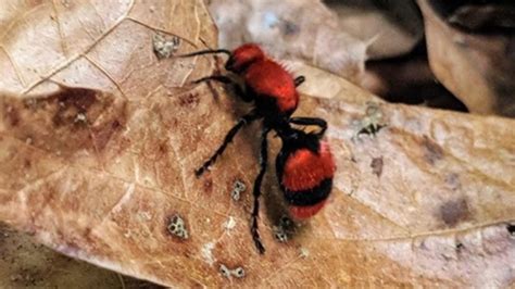 GSMNP: Home to stunning nature, stinging red velvet ants | WZTV