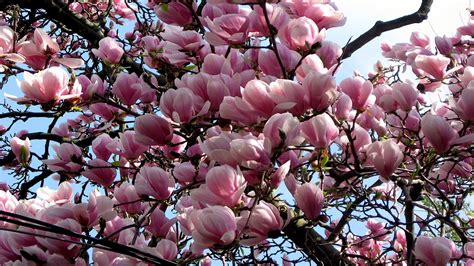 Pink Blossom Branch Earth Magnolia Tree HD Magnolia Wallpapers | HD ...