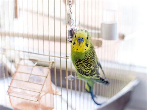 Caring for Pet Birds - North Shore Veterinary Hospital