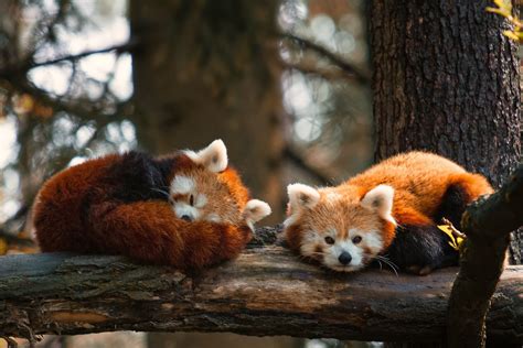 Nap Time | Cute animals, Red panda, Animals beautiful